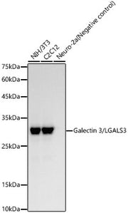 Galectin 3/LGALS3 Rabbit mAb