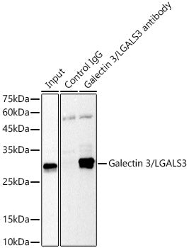 Galectin 3/LGALS3 Rabbit mAb
