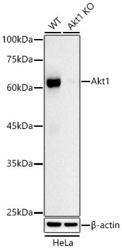 [KO Validated] AKT1 Rabbit mAb