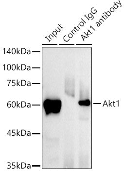 [KO Validated] AKT1 Rabbit mAb