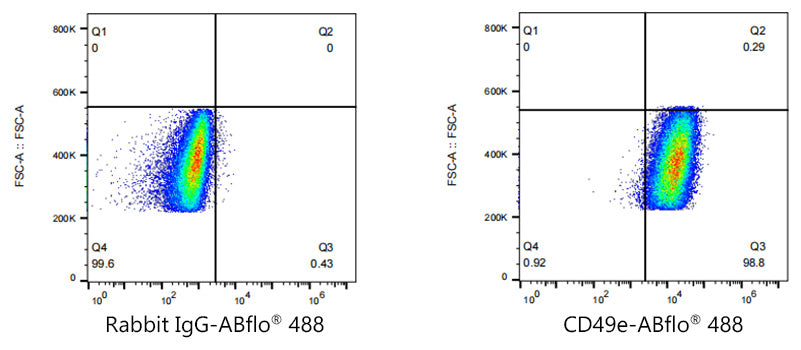 ABflo® 488 Rabbit anti-Human/Mouse Integrin alpha 5 (ITGA5/CD49e) mAb