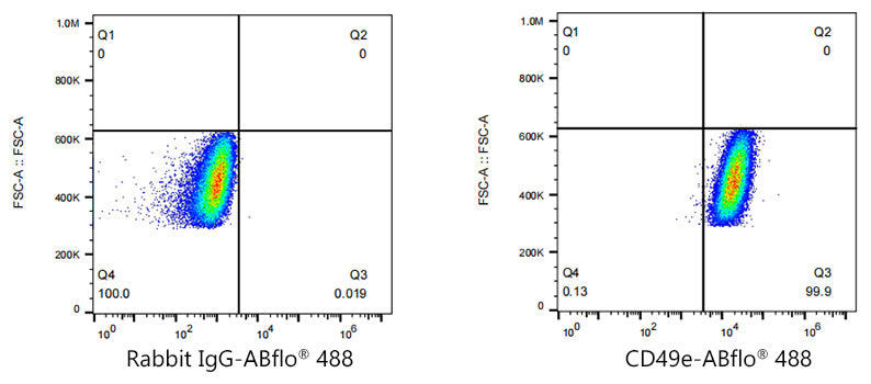 ABflo® 488 Rabbit anti-Human/Mouse Integrin alpha 5 (ITGA5/CD49e) mAb
