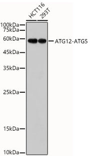 ATG12 Rabbit mAb