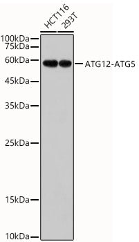 ATG12 Rabbit mAb