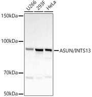 ASUN/INTS13 Rabbit mAb