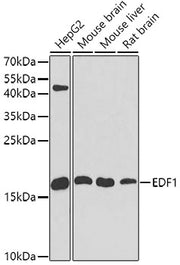 [KO Validated] EDF1 Rabbit pAb