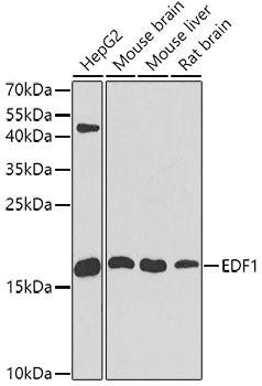 [KO Validated] EDF1 Rabbit pAb