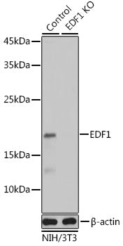 [KO Validated] EDF1 Rabbit pAb