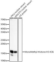 MonoMethyl-Histone H3-K36 Rabbit mAb