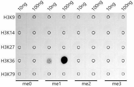 MonoMethyl-Histone H3-K36 Rabbit mAb