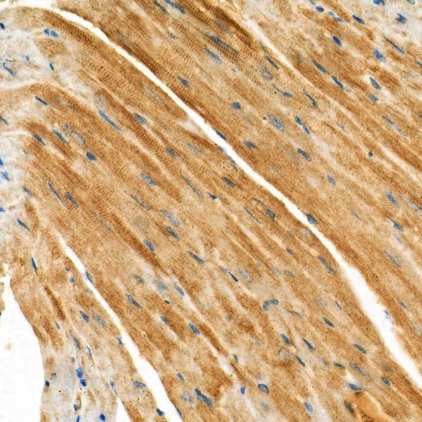 Caspase-12 Rabbit mAb