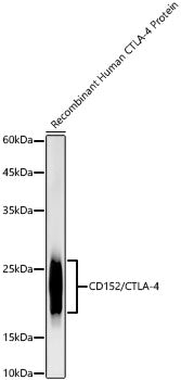 CD152/CTLA-4 Rabbit mAb