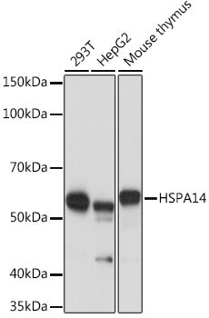 HSPA14 Rabbit mAb