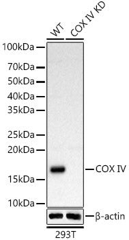 [KD Validated] COX IV Rabbit pAb