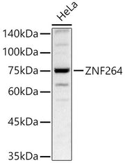 ZNF264 Rabbit pAb