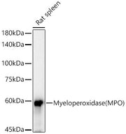 Myeloperoxidase (MPO) Rabbit mAb