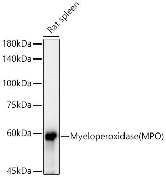 Myeloperoxidase (MPO) Rabbit mAb