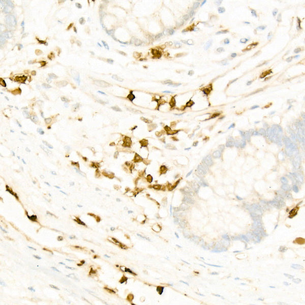Myeloperoxidase (MPO) Rabbit mAb