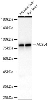 [KD Validated] ACSL4 Rabbit mAb