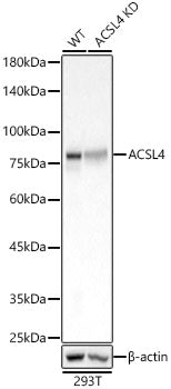 [KD Validated] ACSL4 Rabbit mAb