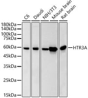 HTR3A Rabbit mAb