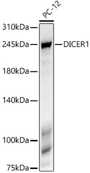 DICER1 Rabbit mAb