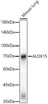ALOX15 Rabbit mAb