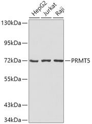 PRMT5 Rabbit pAb