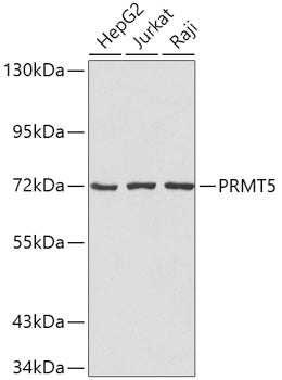 PRMT5 Rabbit pAb