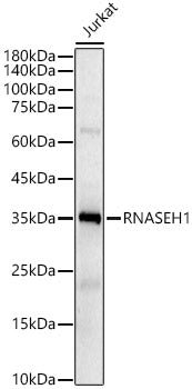 RNASEH1 Mouse mAb