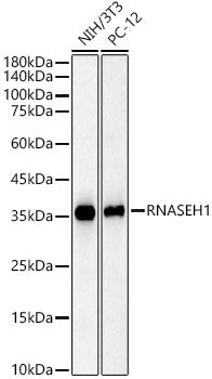 RNASEH1 Mouse mAb