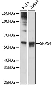 SRP54 Rabbit mAb