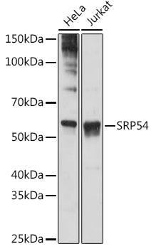 SRP54 Rabbit mAb