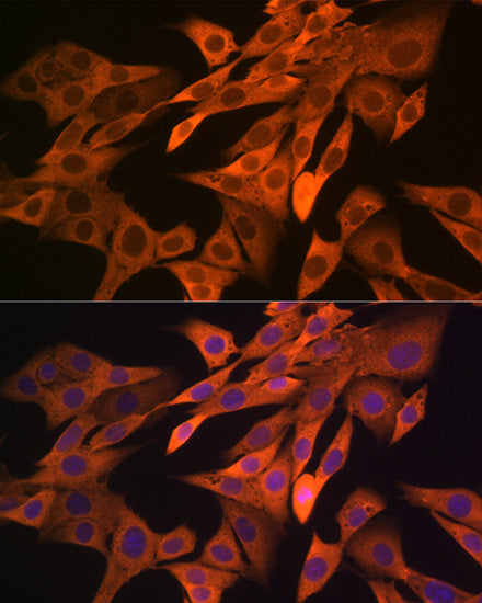 SRP54 Rabbit mAb