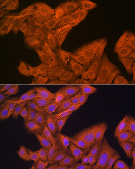SRP54 Rabbit mAb