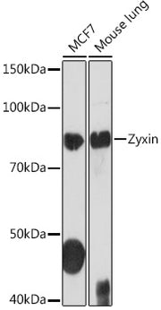 Zyxin Rabbit mAb