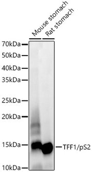 TFF1/pS2 Rabbit mAb