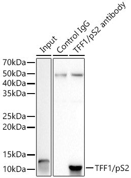 TFF1/pS2 Rabbit mAb