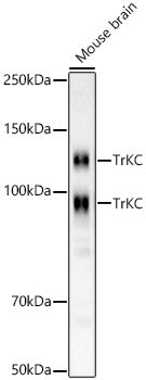 TrKC Rabbit mAb