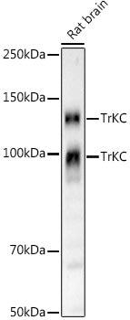 TrKC Rabbit mAb