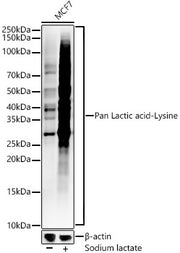 Pan Lactic acid-Lysine Rabbit mAb