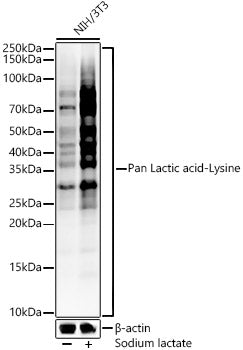 Pan Lactic acid-Lysine Rabbit mAb