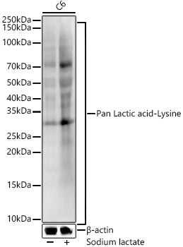 Pan Lactic acid-Lysine Rabbit mAb