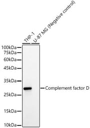 Complement factor D Rabbit mAb
