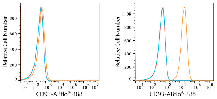 ABflo® 488 Rabbit anti-Human CD93 mAb