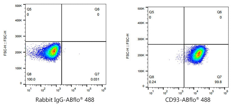 ABflo® 488 Rabbit anti-Human CD93 mAb