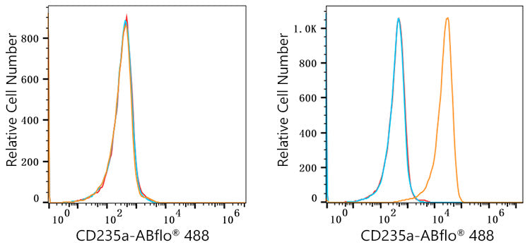 ABflo® 488 Rabbit anti-Human CD235a/Glycophorin A mAb