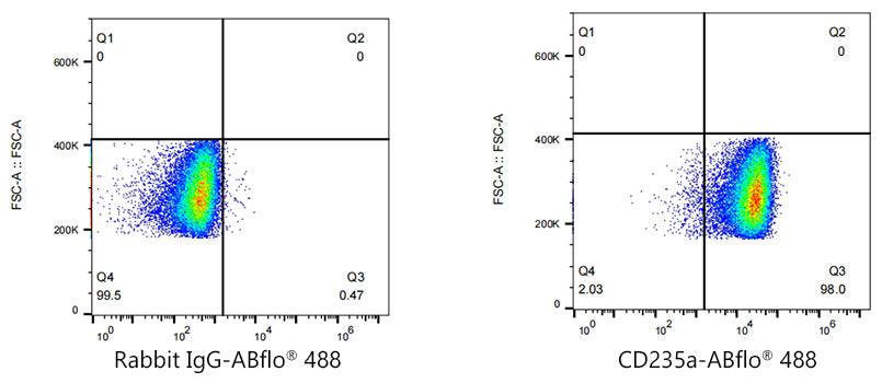 ABflo® 488 Rabbit anti-Human CD235a/Glycophorin A mAb