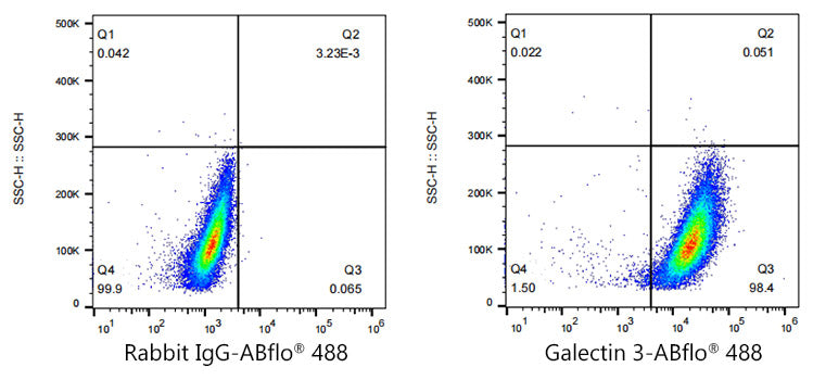 ABflo® 488 Rabbit anti-Human Galectin 3 mAb