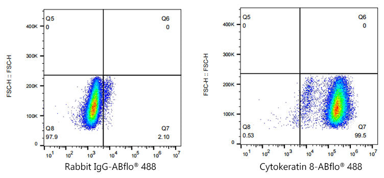 ABflo® 488 Rabbit anti-Human Cytokeratin 8 mAb